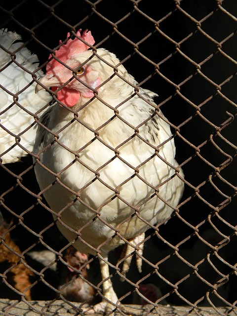 比的抗压能 比的抗压能