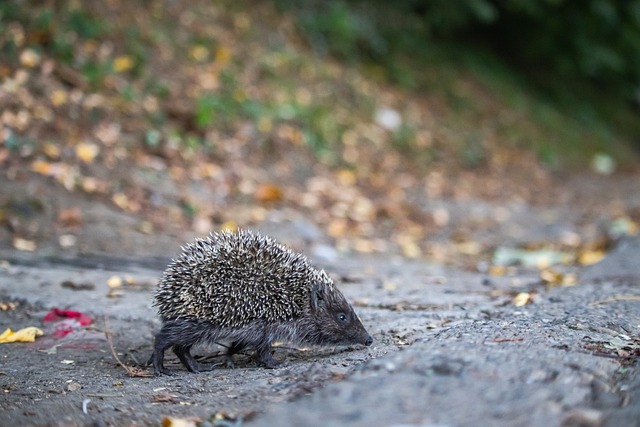 再看蒙彼利 再看蒙彼利