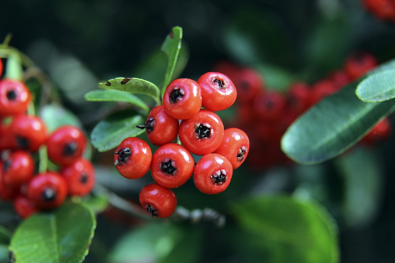 赛对西部排 赛对西部排